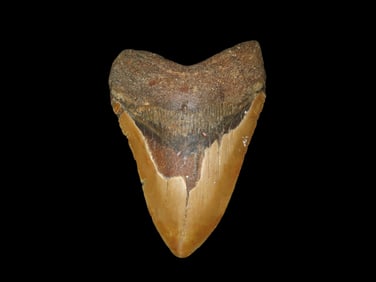 4 7/8" Fossil Megalodon Tooth, found during dive in Florida