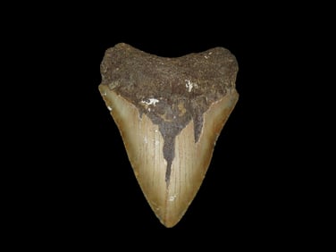 4 15/16" Fossil Megalodon Tooth, found during dive in Florida
