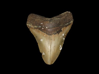 4 1/4" Fossil Megalodon Tooth, found during dive in Florida