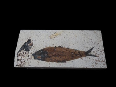 6" x 2 1/2" Green River Fossil Formation Knightia Fish Fossil Specimen, Green River, Wyoming