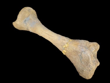 27" Fossil Mammoth/Mastodon Leg Bone, found by Gary Nelson, Van Buren Co., Iowa