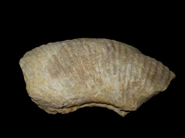 11" 8lb. Section of Fossil Ammonite(Ammonoidea), found in Texas near Lake Texoma