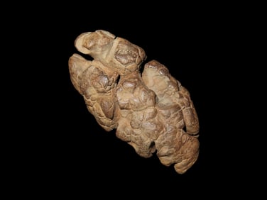 3 5/8" Botryoidal Hematite Specimen