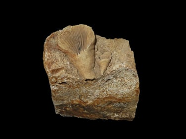 4 3/4" Mississippian Horn Coral Fossil in schist-Beautiful Specimen