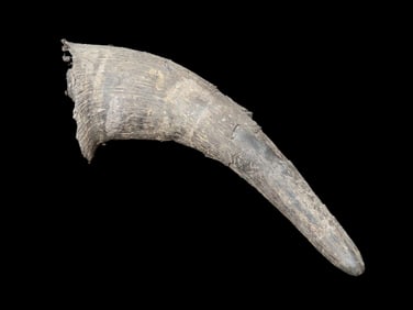 11" Fossil American Buffalo Horn Cap, found in Iowa