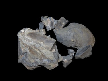 Fossil Dinosaur Bone, encased in stone, found in South Dakota