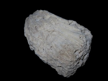 9 1/2" x 5 1/2" Large Fossil Coral Specimen, found in South Carolina