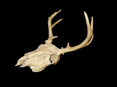 Whitetail Buck Skull w/Rack, antlers exhibit rodent chewing activity, found on private property,