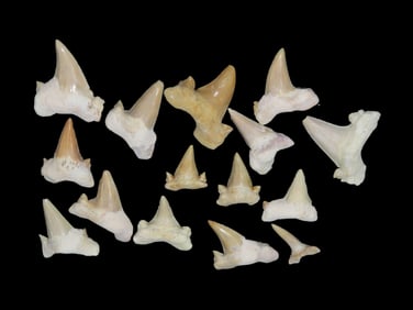 Lot of 15 Fossil Shark Teeth