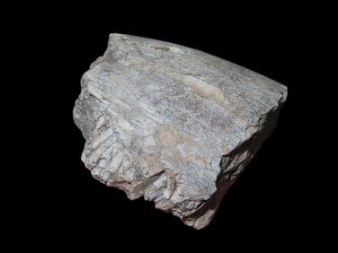 1 7/8" Cretaceous Era Mammal Tooth/Jaw Fossil, 66/65 Million Years Old