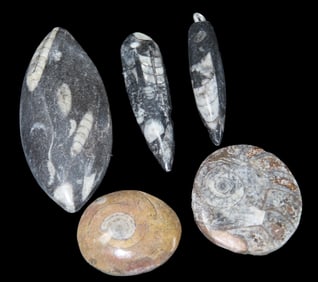 Orthoceras Ammonite Fossil, Devonian Period