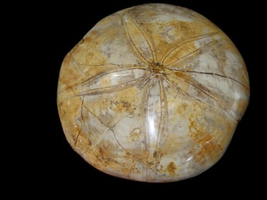 4" Sea Urchin Starfish Fossil, Madagascar Jurassic Period, 160 Million Years Old