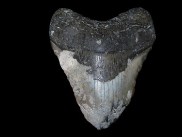 4 5/8" Megalodon Shark Tooth, Fossilized, South Carolina