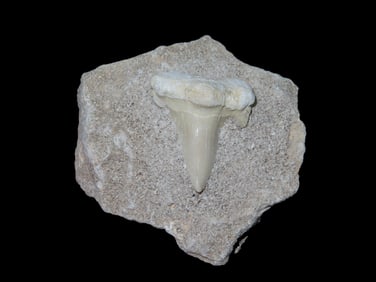 2 1/2" Shark Tooth Fossil, Matrix, Africa