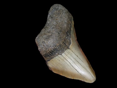 3 3/8" Fossilized Megalodon Shark Tooth, South Carolina