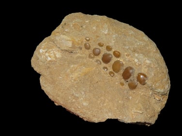 4" Pycnodus Sp. Fossil Fish Mouth Plate, Cretaceous Fish Fossil
