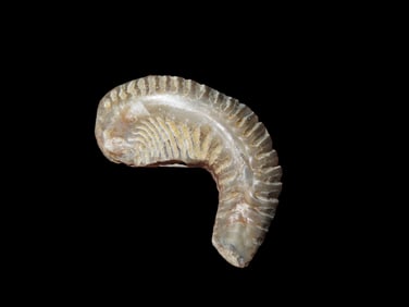 2" Zig Zag Oyster Fossil, 70 Million Years Old