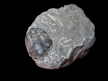2 1/8" Fossil Trilobite Proetida in Matrix, 500 Million Years Old