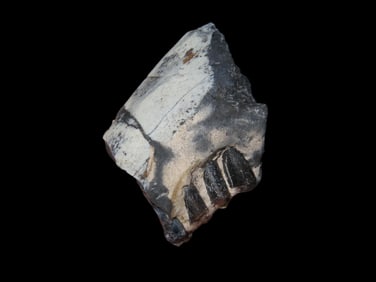 Cretaceous Era Mammal Tooth/Jaw Fossil, 66/65 Million Years Old
