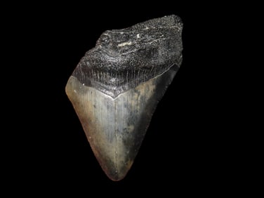 2 1/2" Megalodon Shark Tooth Fossil, Florida