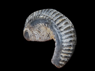 2 Zig Zag Oyster Fossil, 70 Million Years Old