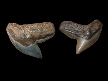 Extinct Tiger Shark Tooth Fossil, Peace River Arcadia FL