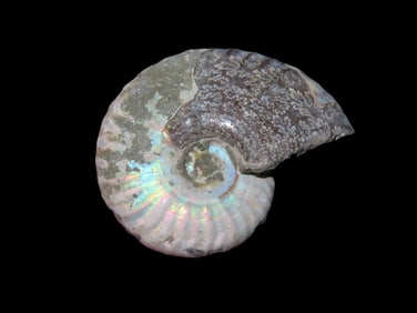2 5/8" Iridescent Ammonite Fossil