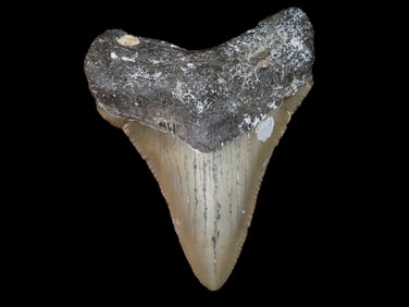 2 1/4" Fossilized Megalodon Shark Tooth, South Carolina