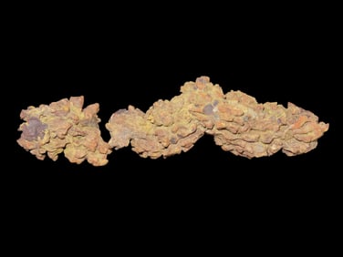 3 1/4" Coprolite Fossilized Dinosaur Poop, 100 Million Years Old Madagascar