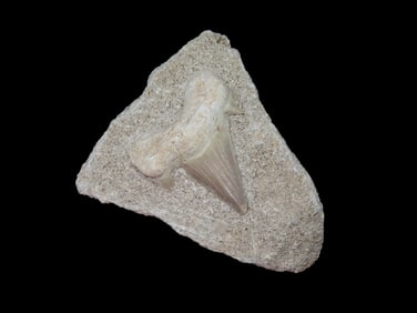 2 3/8" Shark Tooth Fossil, Matrix, Africa