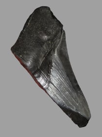 3 5/8" Megalodon Shark Tooth, Fossilized, South Carolina