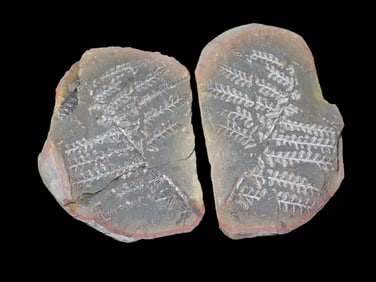 2 1/2" Mazon Creek Fern Fossil