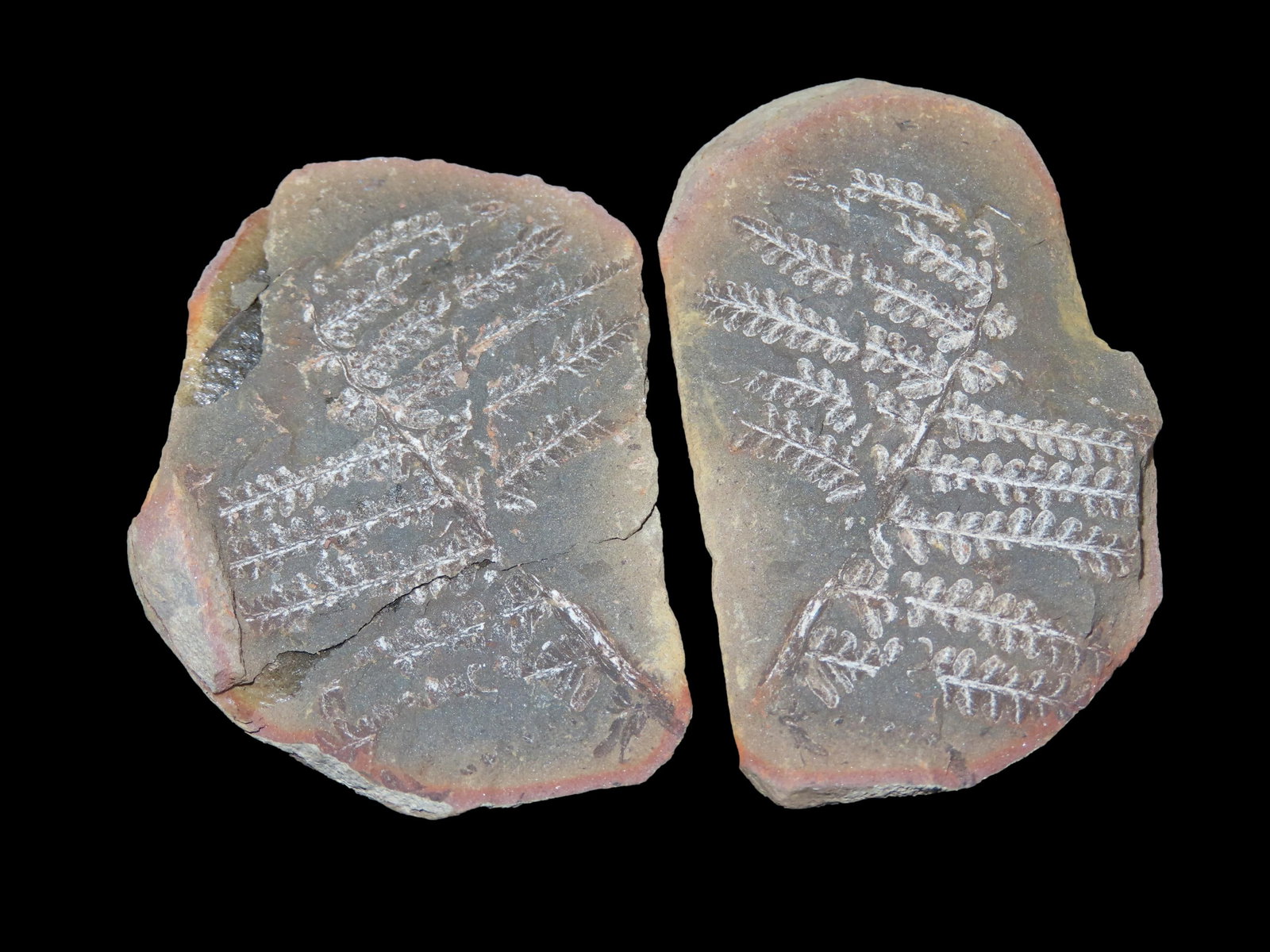 2 1/2" Mazon Creek Fern Fossil: 2 1/2" Mazon Creek Fern Fossil