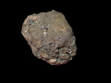 Coprolite Dinosaur Pop
