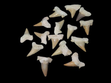15 Fossilized Sharks Teeth