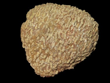 2 5/16" Coral Plum, MO