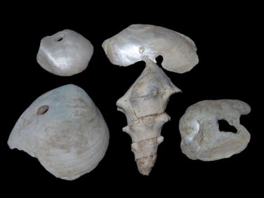 Lot of Shell Beads, TN