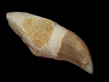 2 5/8" Dinosaur Tooth, Morocco, 66 Million Years Old