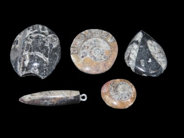 Lot of Orthoceras Ammonite Fossil, Devonian Period