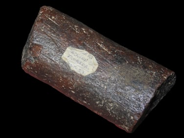 3 1/8" Dino Bone, North Dakota