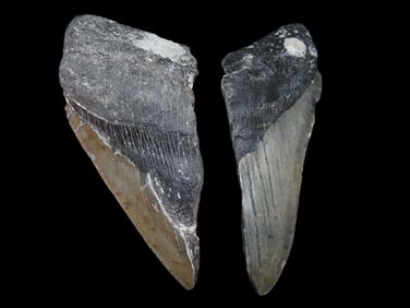 Lot of 2 Fossilized Megalodon Shark Tooth Halves, Florida