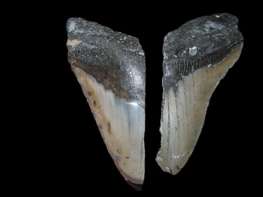 Lot of 2 Megalodon Fossilized Sharks Tooth Halves, Florida