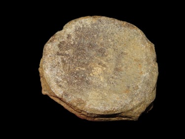 4 1/2" Fossil, Dinosaur Ichthyosaur Vertebrae, Early Jurassic 198 Million Years Old