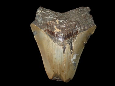 3 5/8" Fossilized Megalodon Shark Tooth, FL