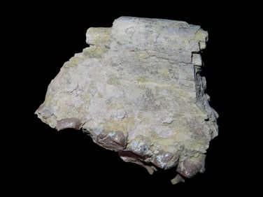 1 3/4" Cretaceous Era, Mammal Tooth/Jaw Fossil, 66/65 Million Years Old