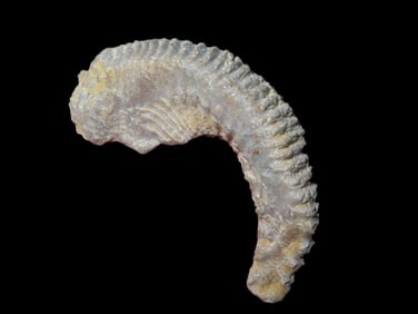 2 3//8" Zig Zag Oyster Fossil, 70 Million Years Old