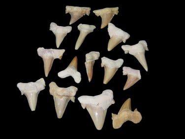 15 Fossilized Shark Teeth
