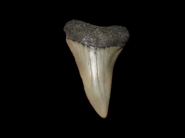 1 7/8" Megalodon Shark Tooth Fossilized, FL