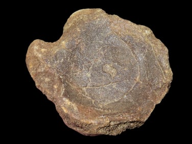 4" dia. Dino Vertebrae Fossil Ichthyosaur Early Jurassic, 198 Million Years Old