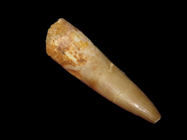 1 3/4" Plesiosaur Fossil Dinosaur Tooth, 100 Million Years Old Cretaceous
